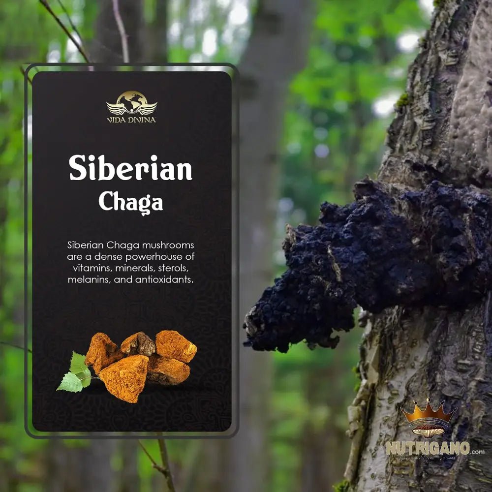 Chaga Capsules | Vida Divina Supplement | Vida Divina